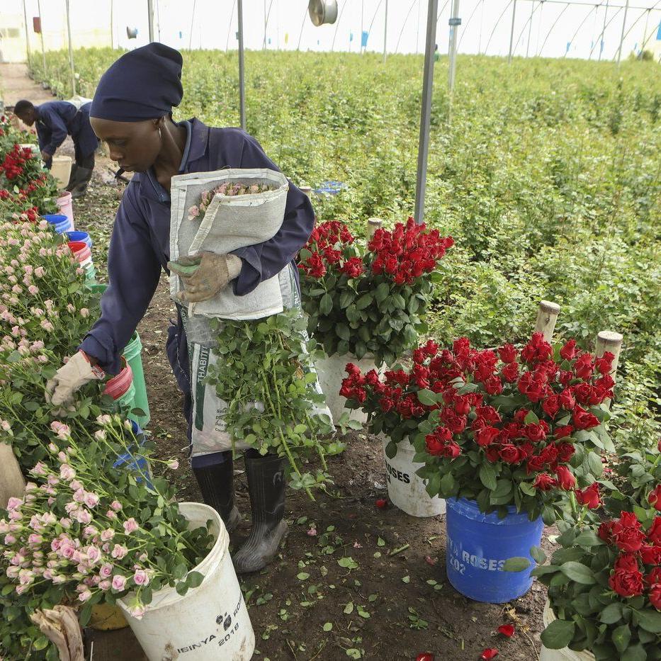 Thorny problems with Valentine’s roses: Invasive bugs and toxic pesticides hurt Kenya’s exports